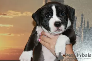 Dodatkowe zdjęcia: Szczenięta American Staffordshire Terrier