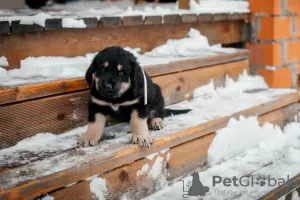 Dodatkowe zdjęcia: Hodowla szczeniąt Khotosho (Buryat Dog) Heritage of Buriatia