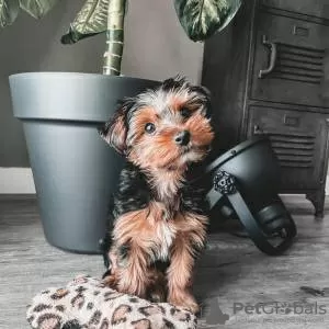 Zdjęcie №1. yorkshire terrier - na sprzedaż w Lisbon | negocjowane | Zapowiedź №126872