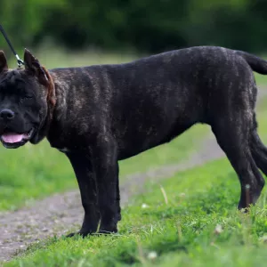 Zdjęcie №4. Sprzedam cane corso w Donieck. prywatne ogłoszenie, od żłobka - cena - negocjowane