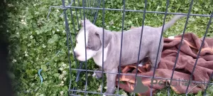 Dodatkowe zdjęcia: Amerykański Staffordshire Terrier szczenięta