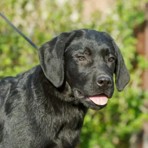 Dodatkowe zdjęcia: Szczenięta Labrador Retriever