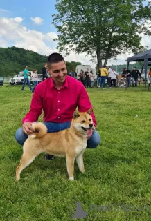 Dodatkowe zdjęcia: Shiba Inu szczenięta