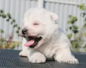 Dodatkowe zdjęcia: Szczenięta rasy West Highland White Terrier, dziewczynki