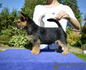 Zdjęcie №1. norwich terrier - na sprzedaż w Irkuck | 3610zł | Zapowiedź №13186