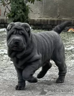 Zdjęcie №1. shar pei - na sprzedaż w Gorzów Wielkopolski | 5023zł | Zapowiedź №88677