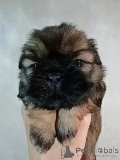 Dodatkowe zdjęcia: Rasowe szczenięta Shih Tzu.