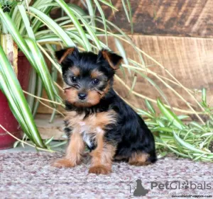 Zdjęcie №1. yorkshire terrier - na sprzedaż w Tegernsee | 2511zł | Zapowiedź №63810