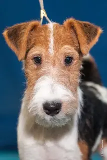 Zdjęcie №2 do zapowiedźy № 1475 na sprzedaż  fox terrier - wkupić się Federacja Rosyjska od żłobka