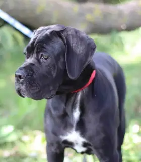 Zdjęcie №3. Dziewczyna Chic Cane Corso na sprzedaż. Litwa