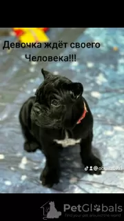 Zdjęcie №3. CANE CORSO. Białoruś