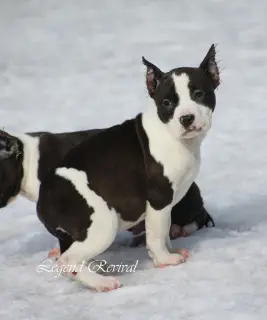 Dodatkowe zdjęcia: Szczenięta Amstaff z ritomnik