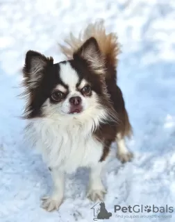 Dodatkowe zdjęcia: Samiec Chihuahua jest otwarty na krycie.