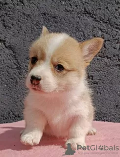 Zdjęcie №3. Pembroke Welsh Corgi szczenięta. Serbia