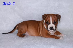 Dodatkowe zdjęcia: Hodowla oferuje eleganckie szczenięta dla American Staffordshire Terrier!