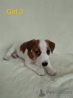 Zdjęcie №2 do zapowiedźy № 17420 na sprzedaż  jack russell terrier - wkupić się Ukraina prywatne ogłoszenie, od żłobka