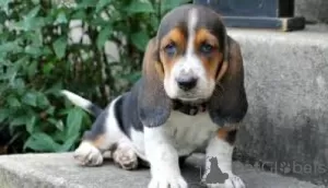 Zdjęcie №1. basset hound - na sprzedaż w Kolonia | negocjowane | Zapowiedź №103083