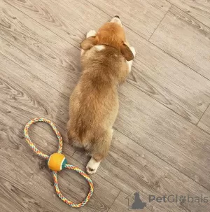 Dodatkowe zdjęcia: Samiec szczenięcia Pembroke Welsh Corgi