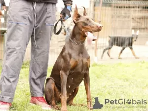 Zdjęcie №3. Doberman szczenięta. Serbia