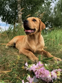 Zdjęcie №2 do zapowiedźy № 19464 na sprzedaż  labrador retriever - wkupić się Białoruś prywatne ogłoszenie, od żłobka, hodowca