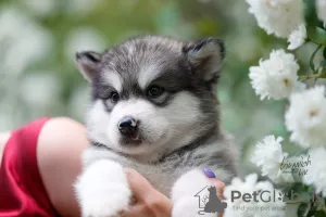 Zdjęcie №3. Szczenięta Alaskan Malamute. Federacja Rosyjska