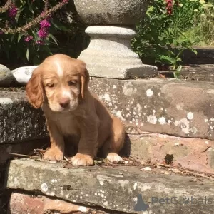 Zdjęcie №2 do zapowiedźy № 63946 na sprzedaż  clumber spaniel - wkupić się USA 