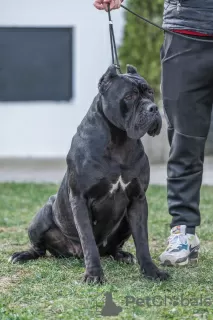 Dodatkowe zdjęcia: Cane Corso szczeniaki