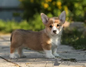 Dodatkowe zdjęcia: Szczeniaki Welsh Corgi Pembroke