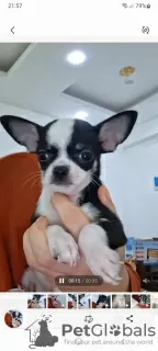 Zdjęcie №3. Mini suczka Chihuahua. Egipt