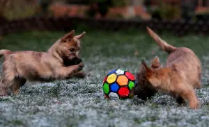 Dodatkowe zdjęcia: Dziewczyny Cairn Terrier