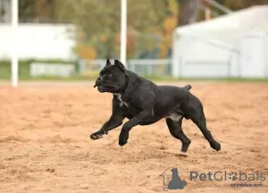 Zdjęcie №3. Szczenięta Cane Corso. Federacja Rosyjska