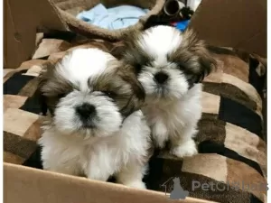 Zdjęcie №1. shih tzu - na sprzedaż w Auckland | 1423zł | Zapowiedź №56631