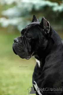 Dodatkowe zdjęcia: Szczenięta Cane Corso