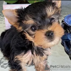 Zdjęcie №1. yorkshire terrier - na sprzedaż w Yorba Linda | negocjowane | Zapowiedź №107704