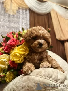 Dodatkowe zdjęcia: Maltipoo F1 mini