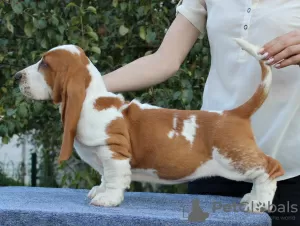 Dodatkowe zdjęcia: Basset Hound