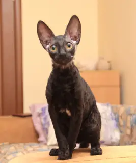 Zdjęcie №4. Sprzedam kot cornish rex w Moskwa. od żłobka - cena - 2723zł