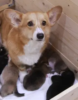 Dodatkowe zdjęcia: Welsh Corgi Pembroke Puppies