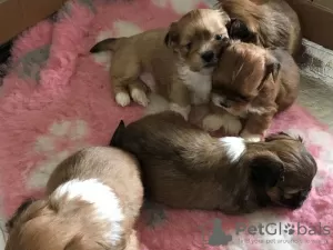 Zdjęcie №1. lhasa apso - na sprzedaż w Gelsenkirchen | 1386zł | Zapowiedź №127307