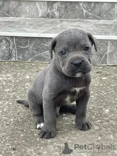 Zdjęcie №2 do zapowiedźy № 53637 na sprzedaż  cane corso - wkupić się Serbia prywatne ogłoszenie